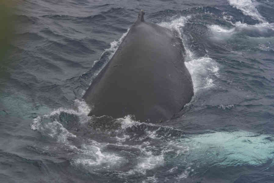 Ballena Jorobada - islas Georgias del Sur 02.jpg